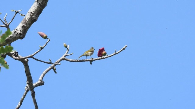 Varied Honeyeater - ML492848791