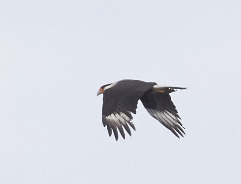 Crested Caracara (Northern) - ML49284931