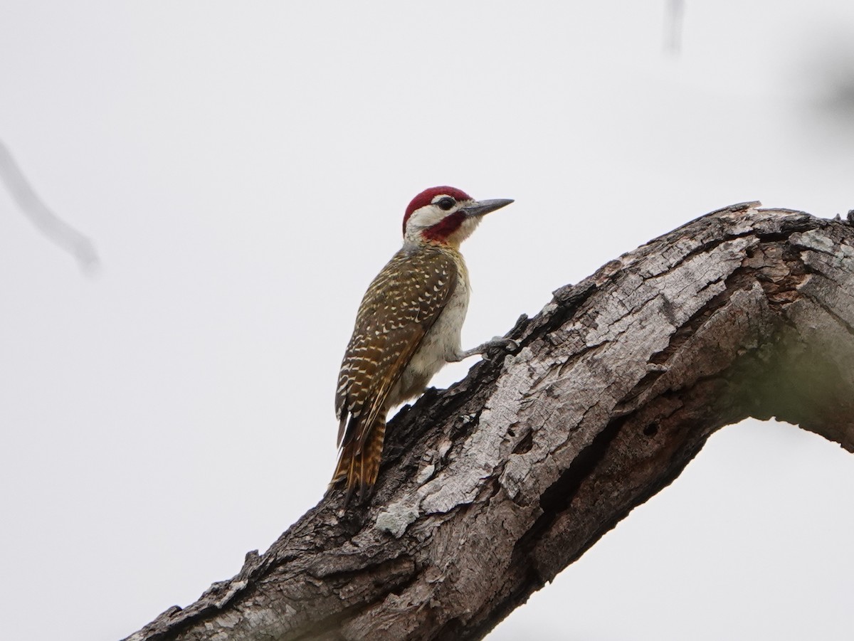 Bennett's Woodpecker - ML492850591