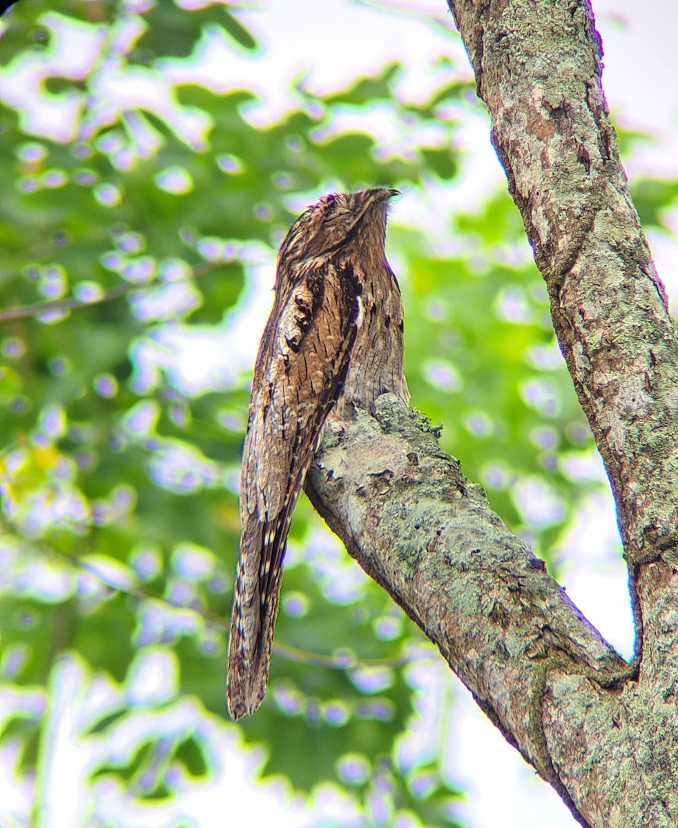 Common Potoo - ML492850801