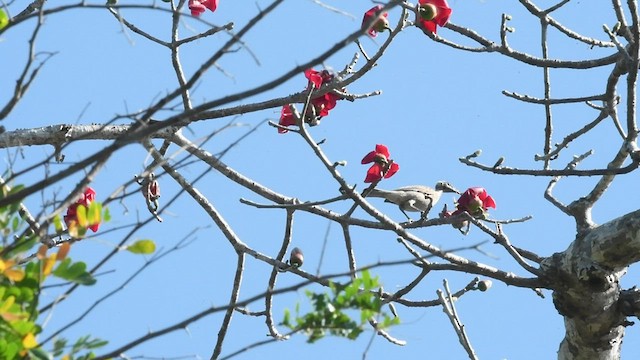 Helmeted Friarbird - ML492852571