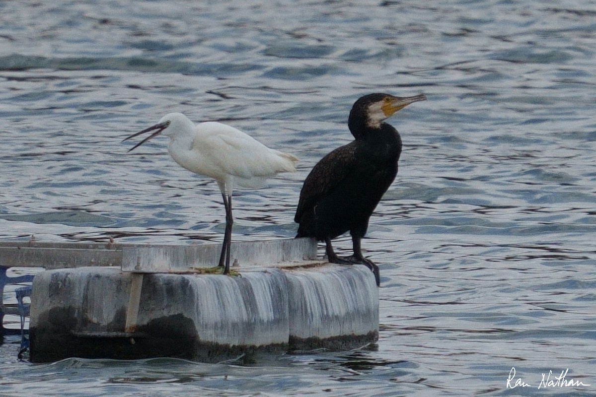 Aigrette garzette - ML492852581