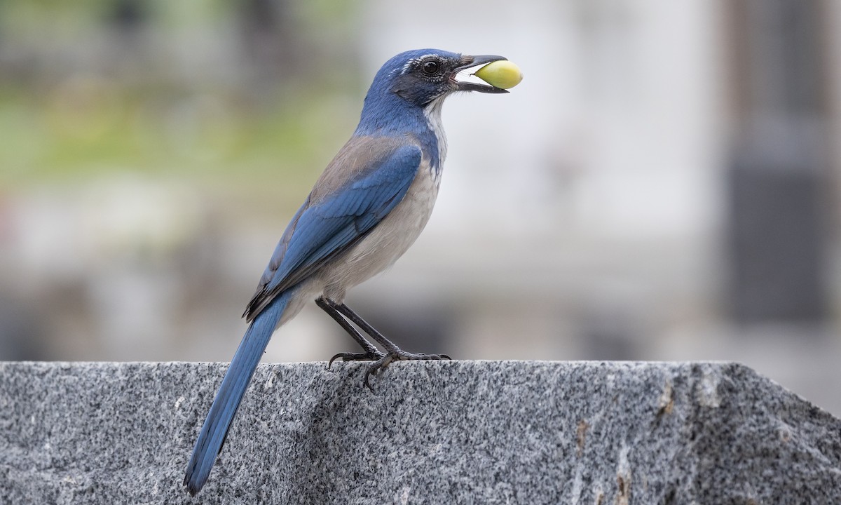 California Scrub-Jay - ML492854051