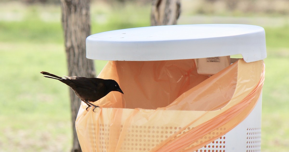 Common Grackle - ML492854971