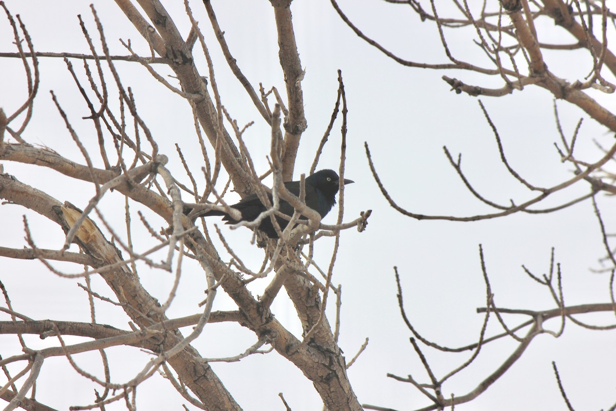 Common Grackle - ML492854981
