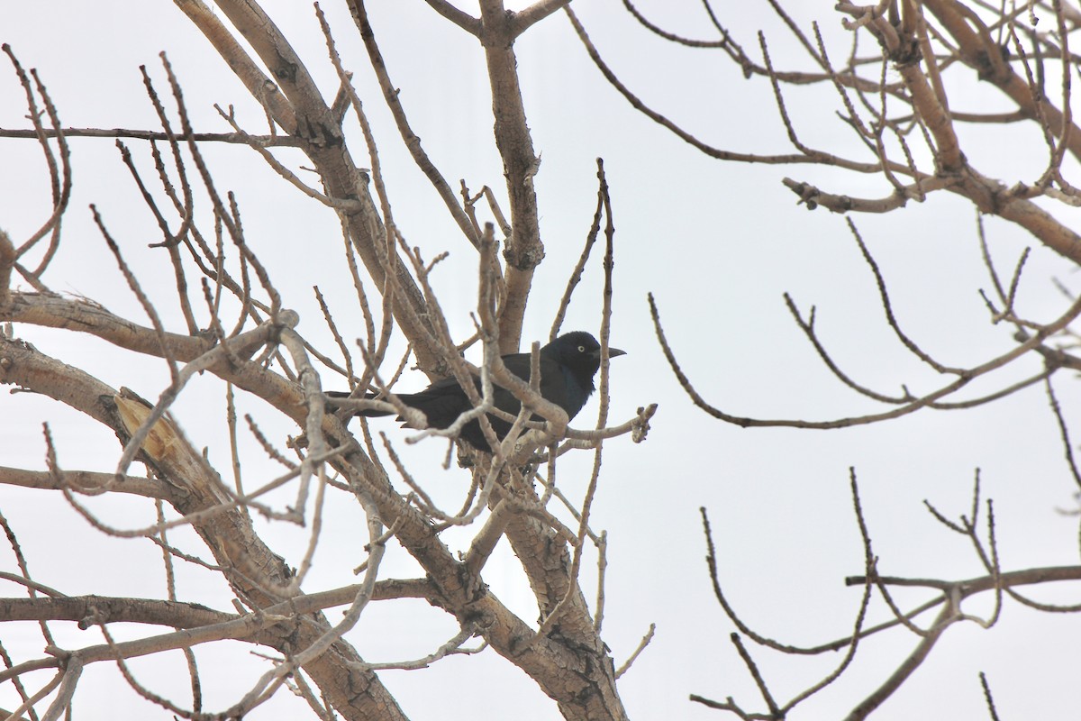 Common Grackle - ML492854991