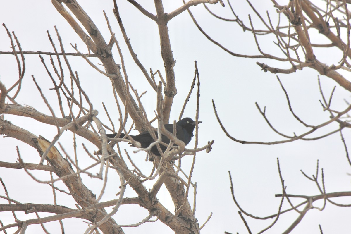 Common Grackle - ML492855001