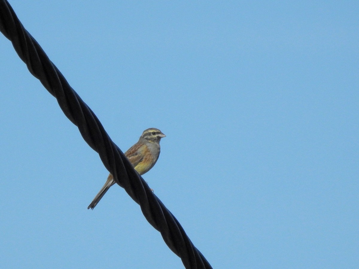 Cirl Bunting - ML492855251