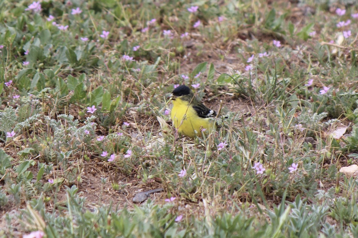 Lesser Goldfinch - ML492856541