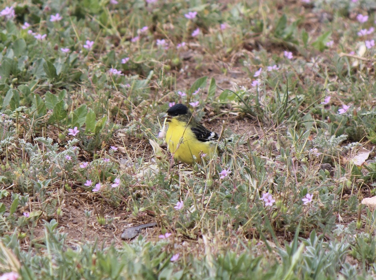 Lesser Goldfinch - ML492856551