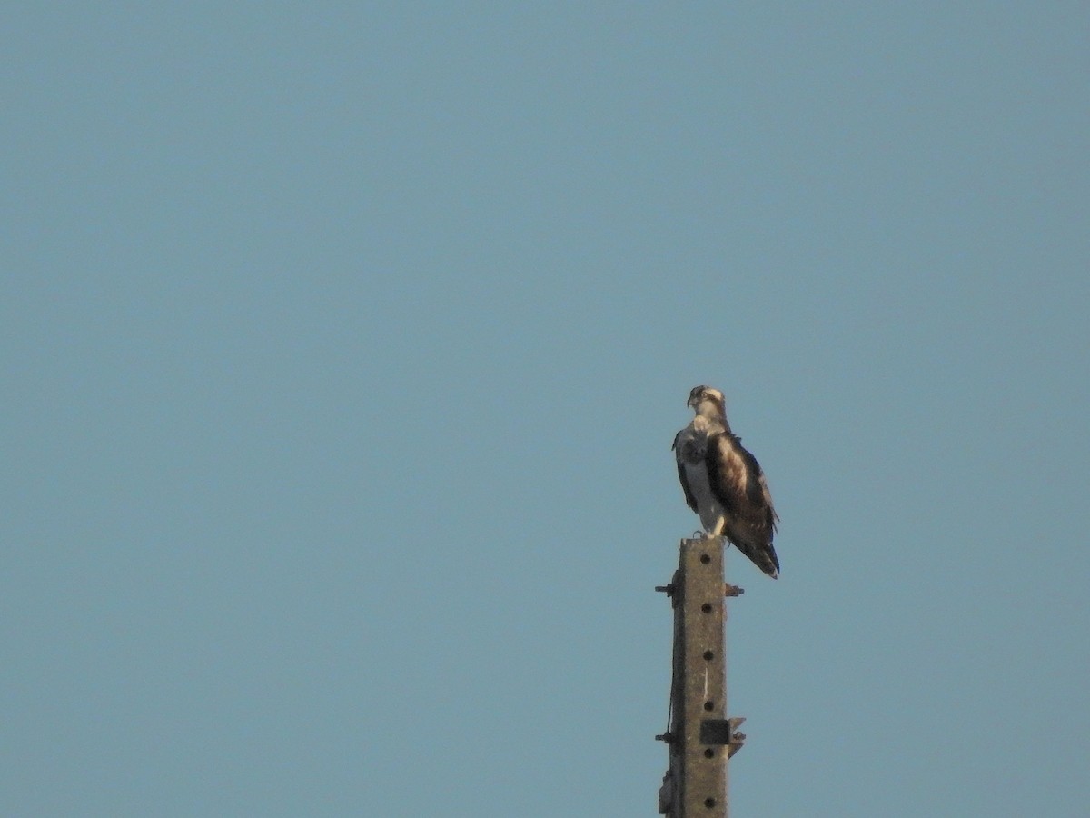 Águila Pescadora - ML492857641