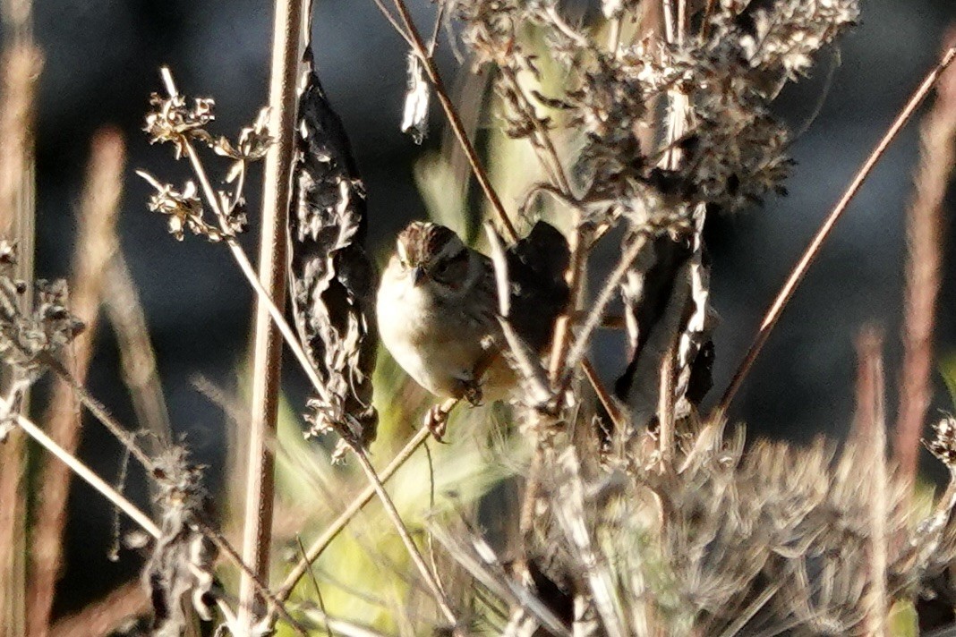 Spizella sp./American Tree Sparrow - ML492858491