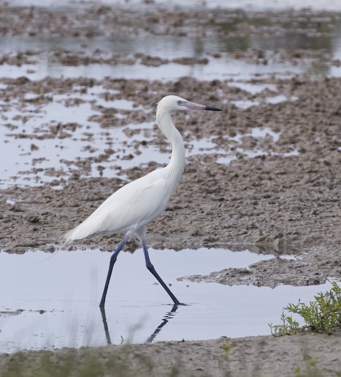 Reddish Egret - ML49285921