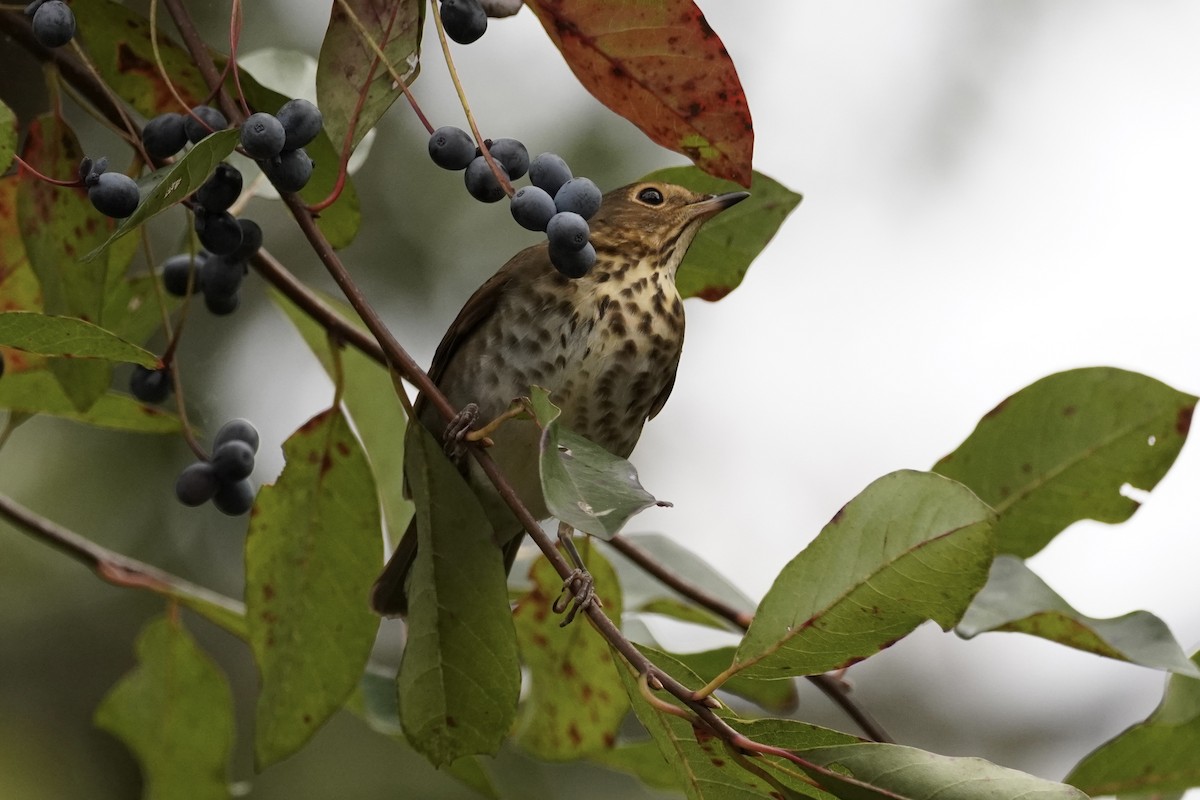 Swainson's Thrush - ML492860961