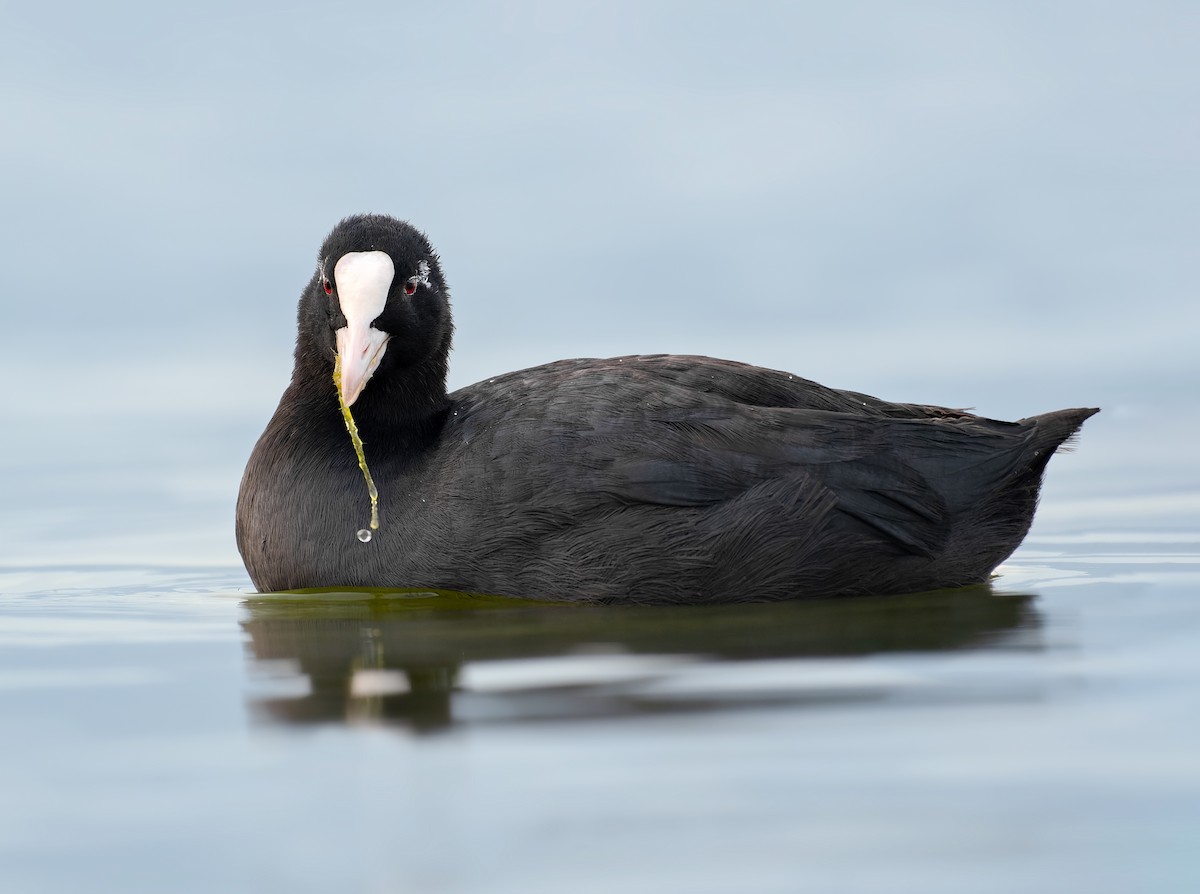 Eurasian Coot - Vasura Jayaweera