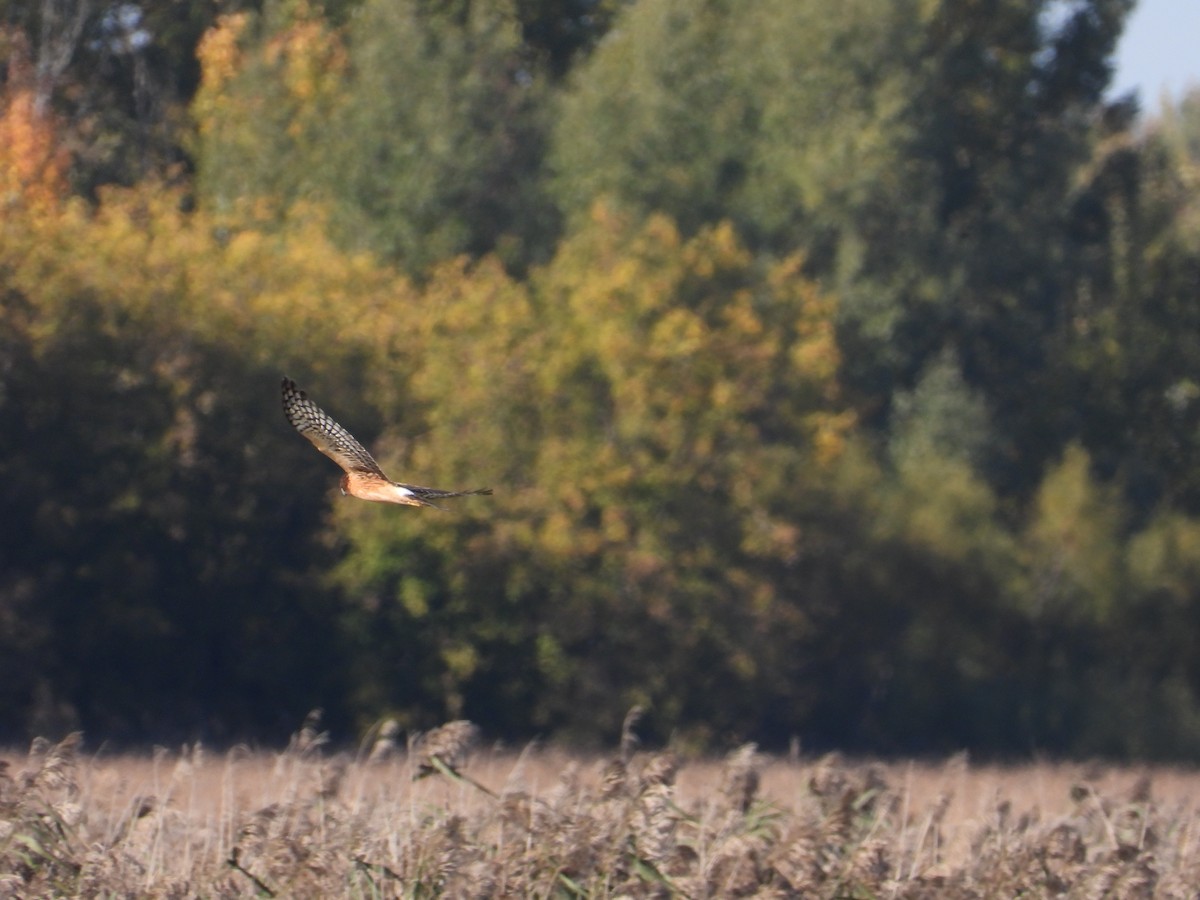 Northern Harrier - Martine Parent