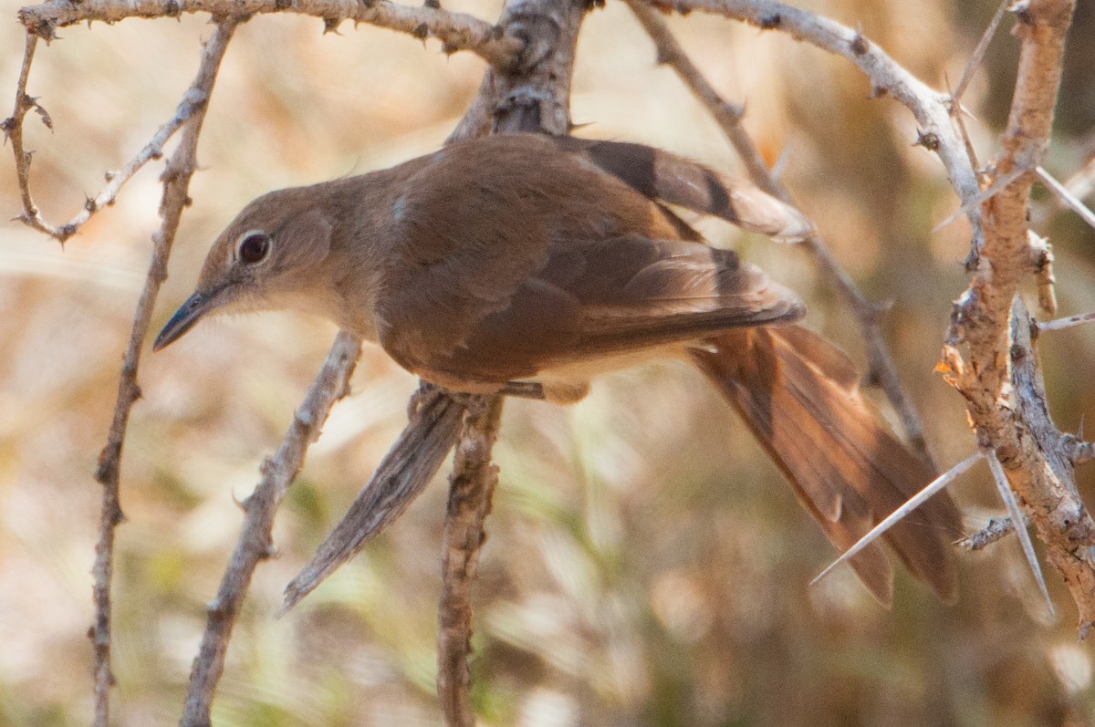 Northern Brownbul - ML49286341