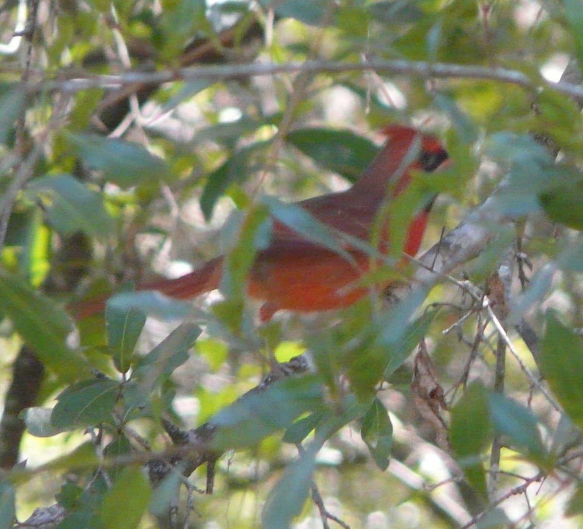Northern Cardinal - ML492863571