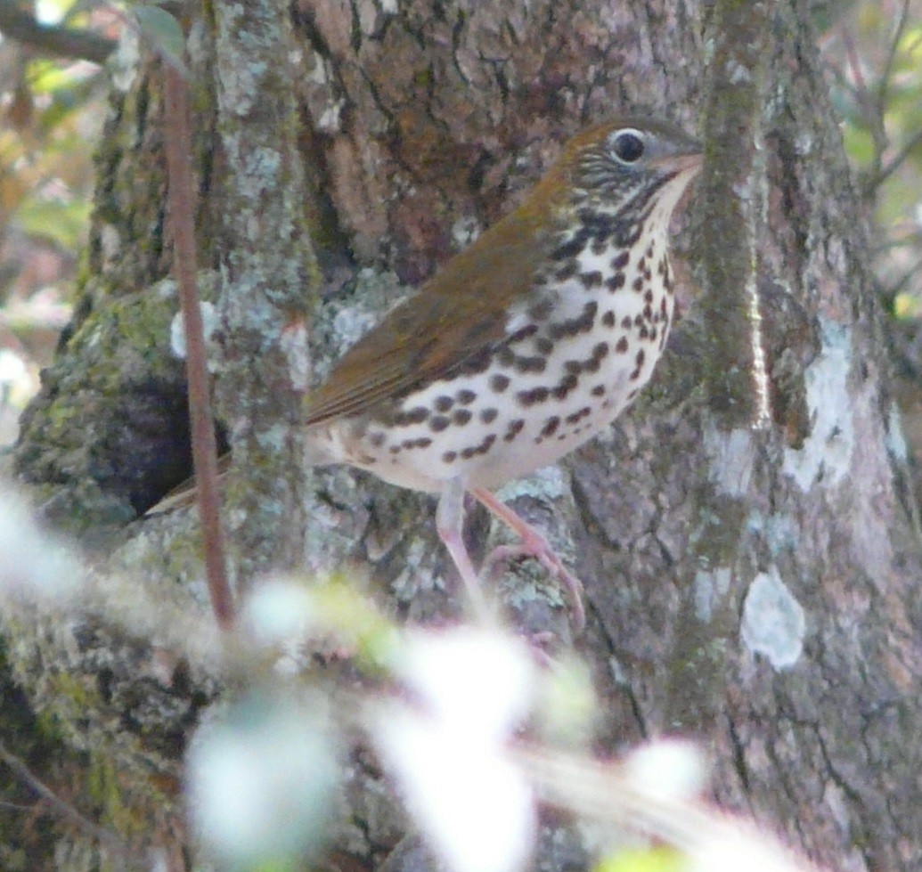 Wood Thrush - ML492863621
