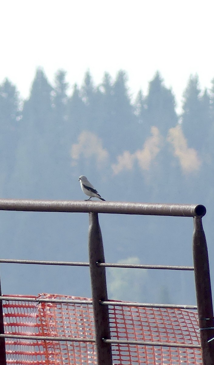 Northern Shrike - ML492864421