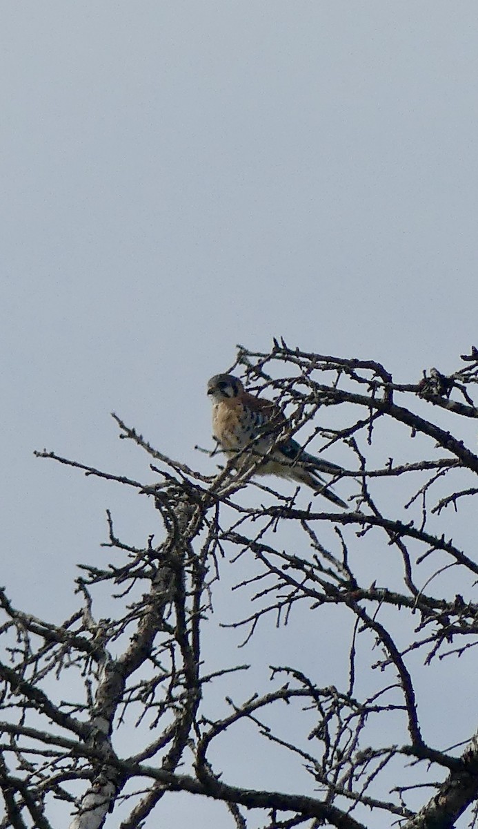 American Kestrel - Jim St Laurent