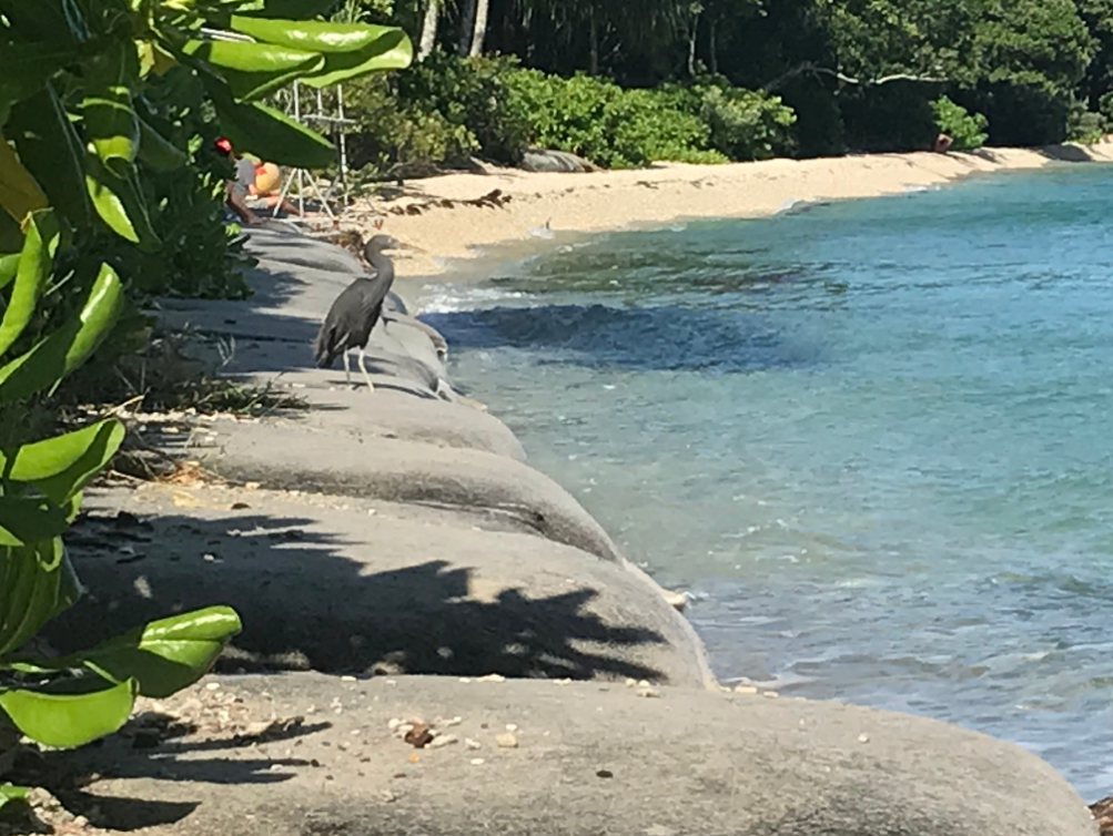 Pacific Reef-Heron - Noah Morales