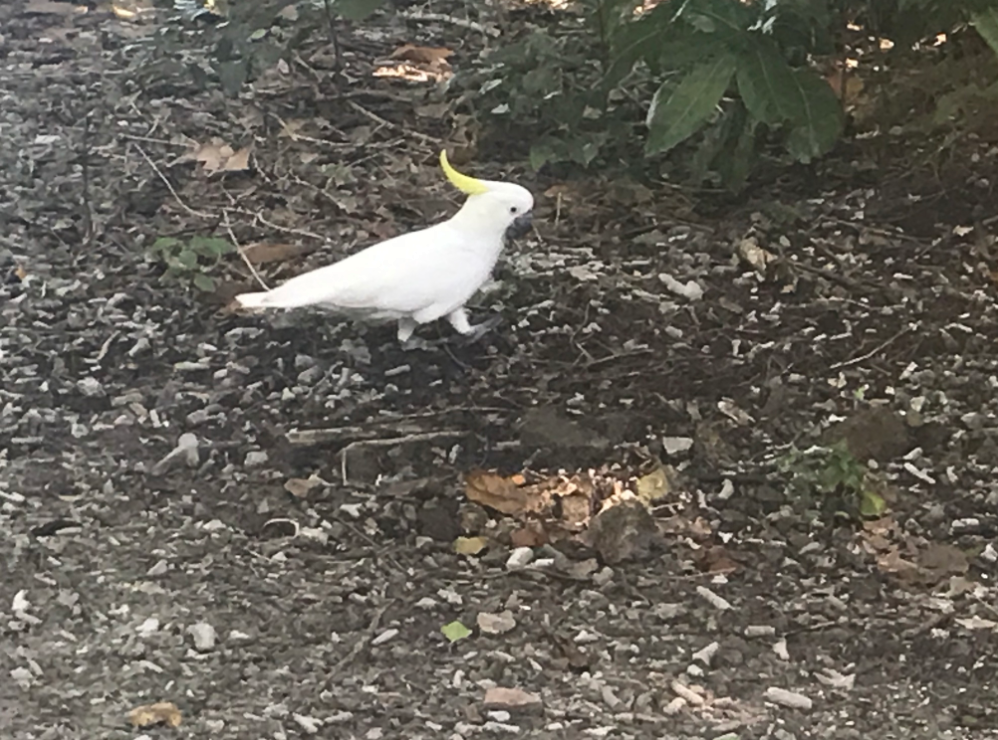 Sulphur-crested Cockatoo - Noah Morales