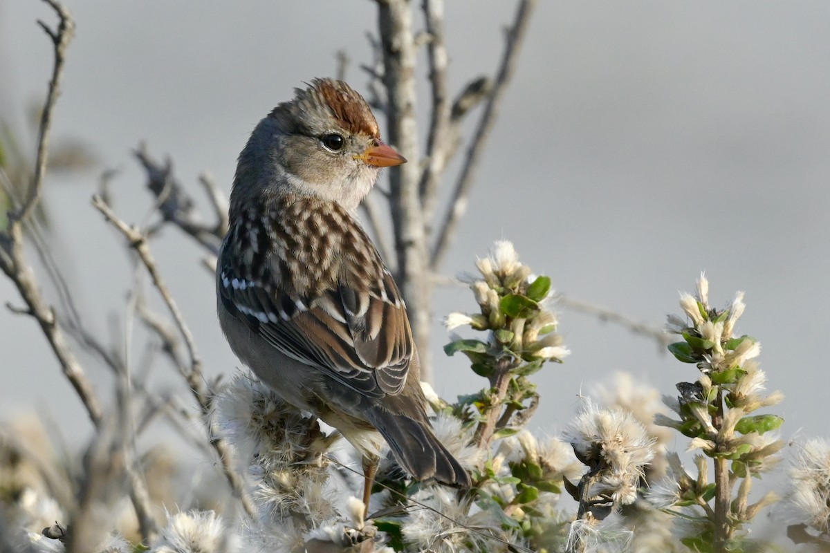 White-crowned Sparrow (Gambel's) - ML492867671