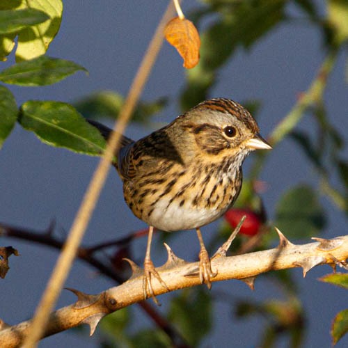 Lincoln's Sparrow - Ken Tweedt