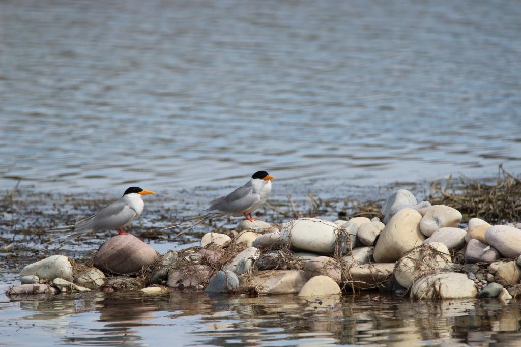 Sterne de rivière - ML49286831