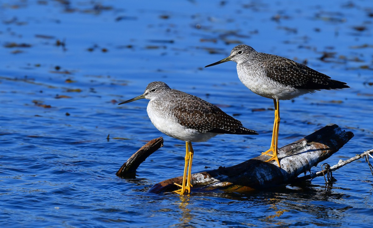 Greater Yellowlegs - ML492868861