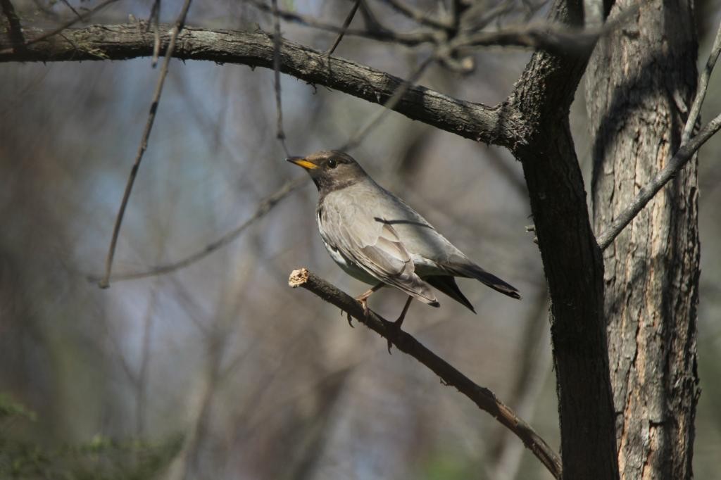 Black-throated Thrush - Sudhir Reddy