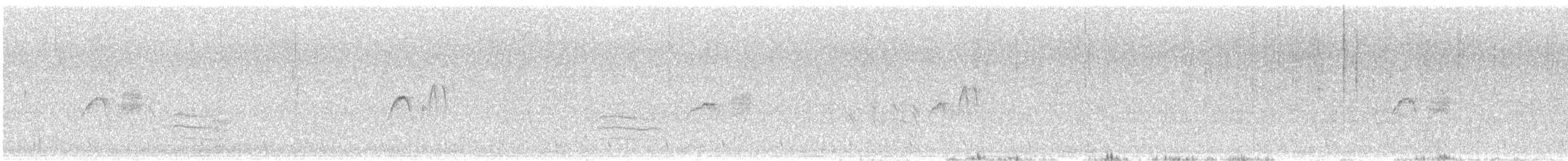 Светлобрюхий фиби - ML492869701