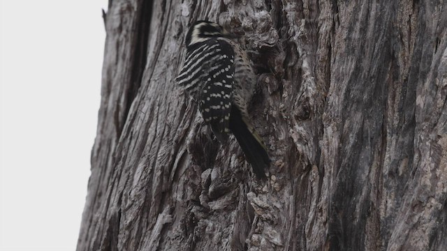 Nuttall's Woodpecker - ML492870311