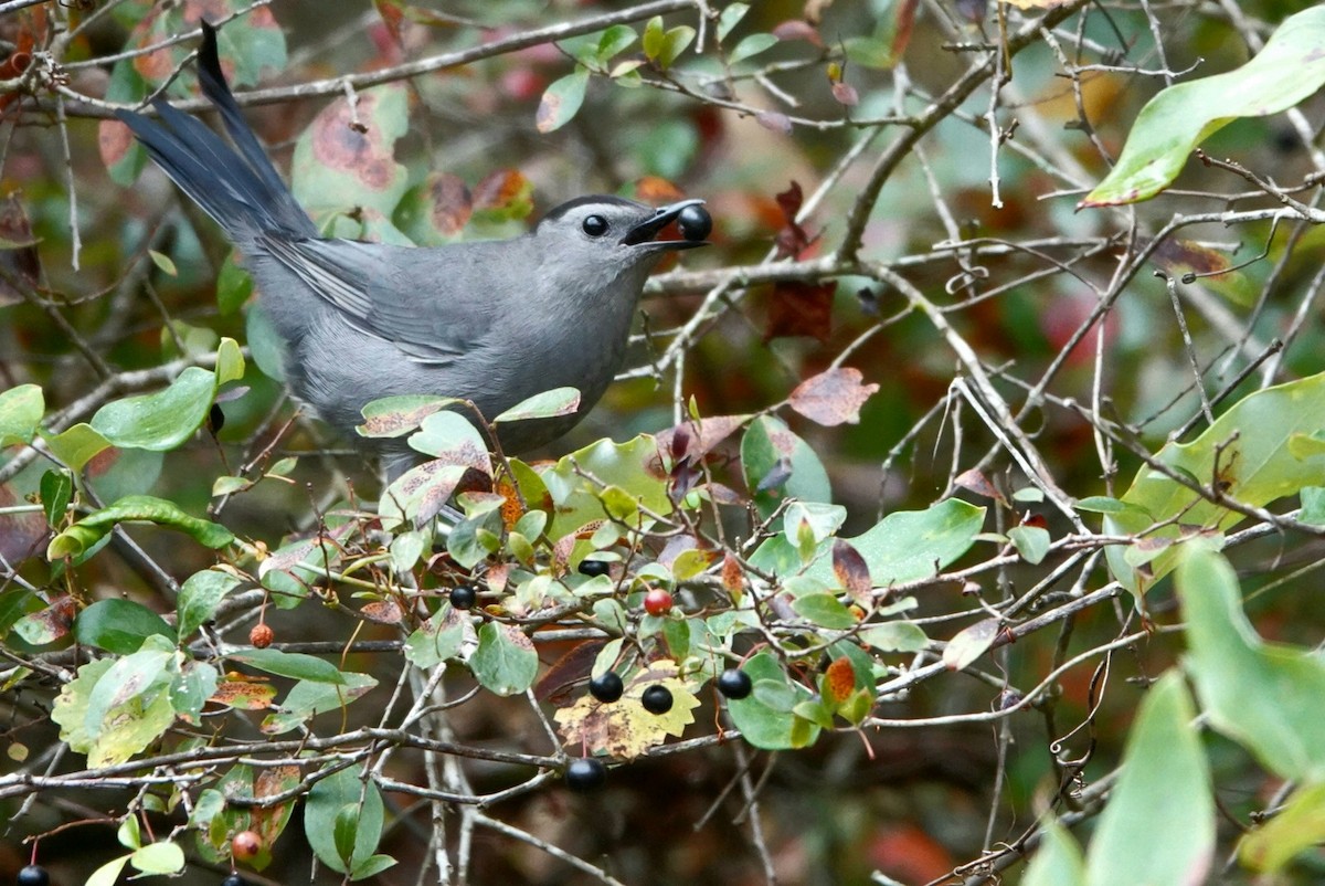 Gray Catbird - ML492871681