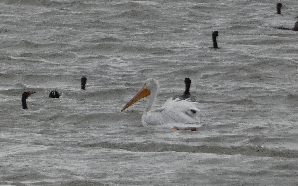 American White Pelican - ML492872321