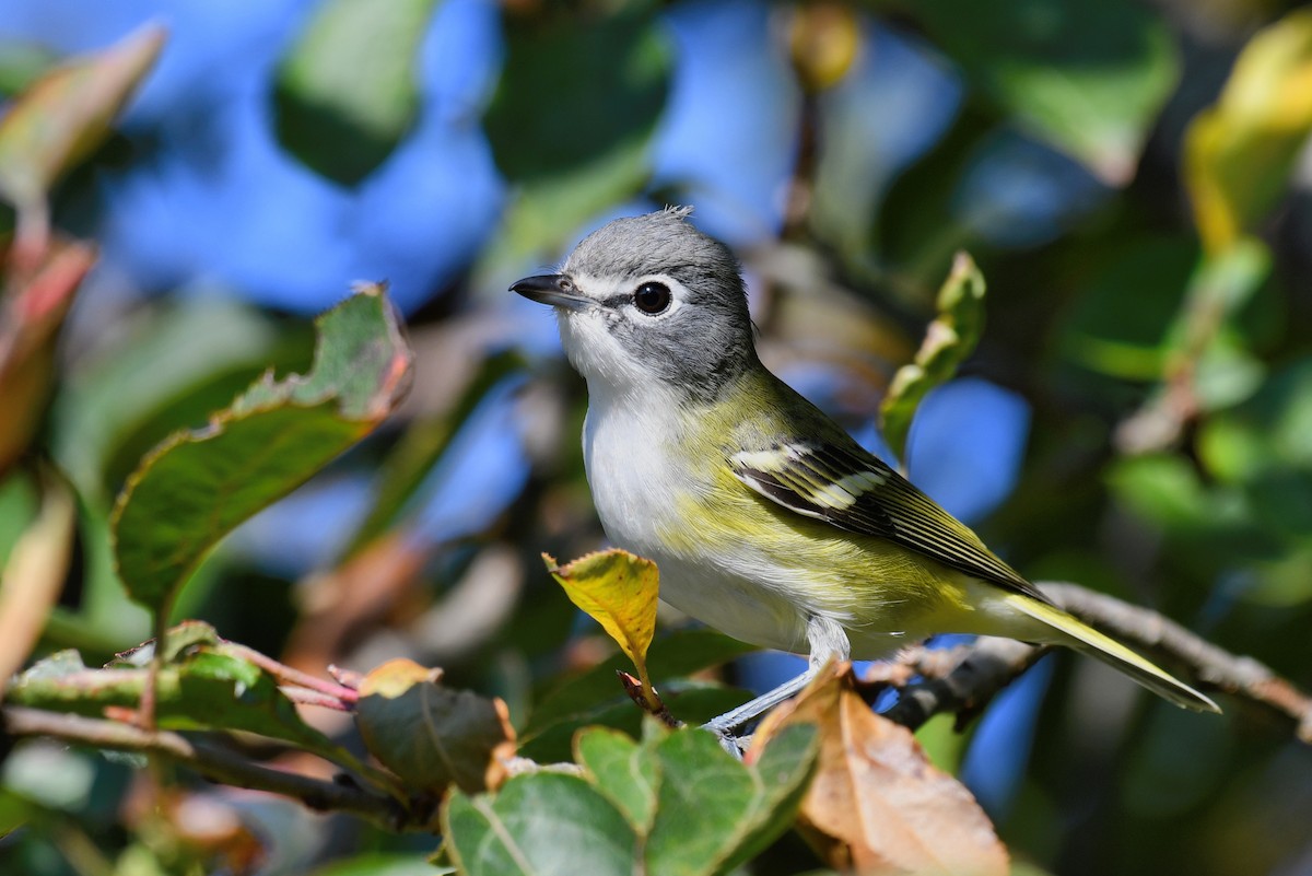 Blue-headed Vireo - ML492873201