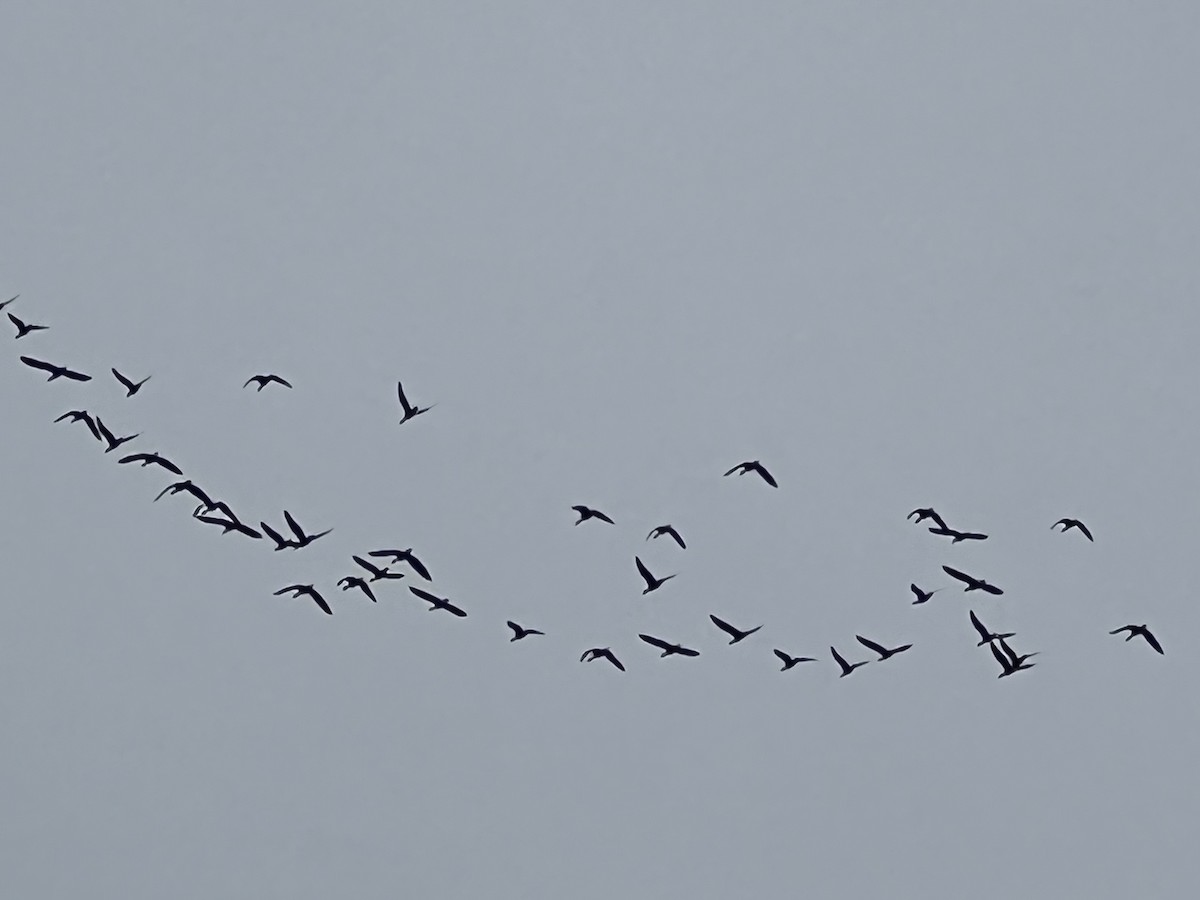 Greater White-fronted Goose - ML492874431