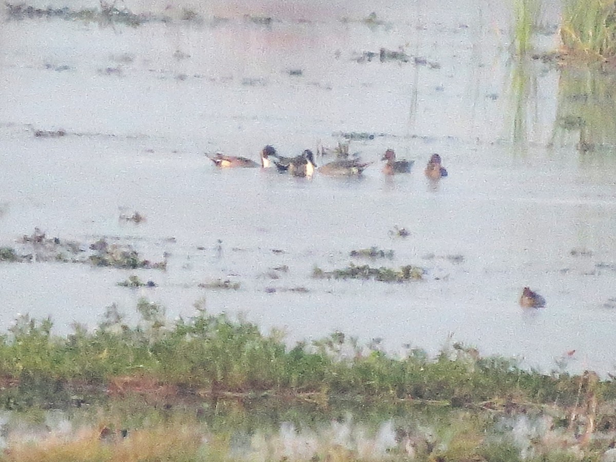 Eurasian Wigeon - Douglas Canete