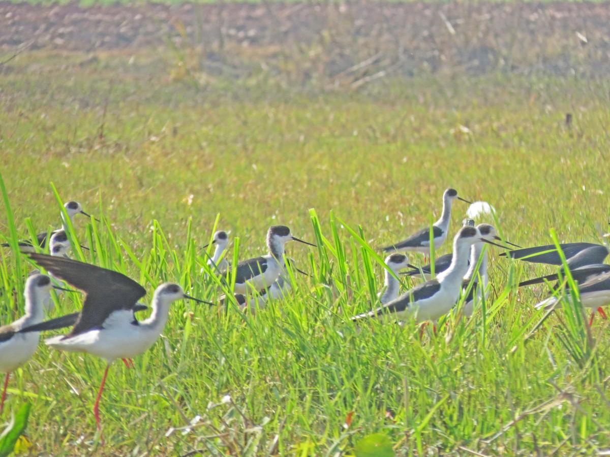 Black-winged Stilt - Douglas Canete