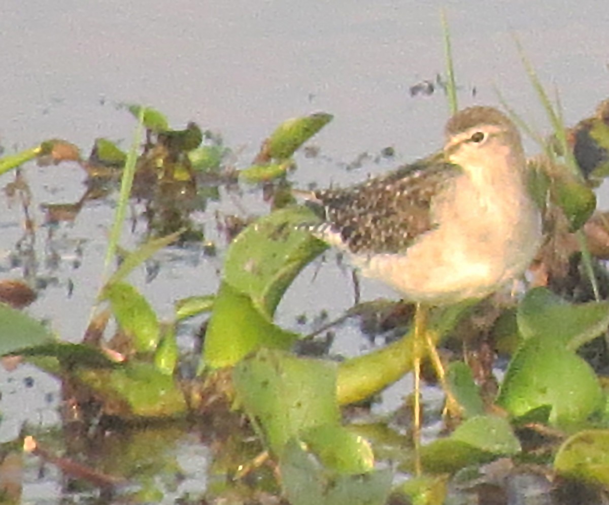 Wood Sandpiper - Douglas Canete