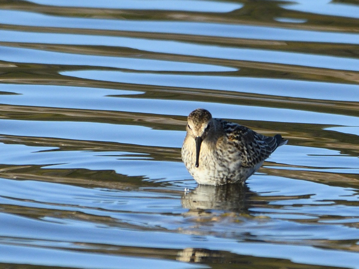 Dunlin - ML492875831