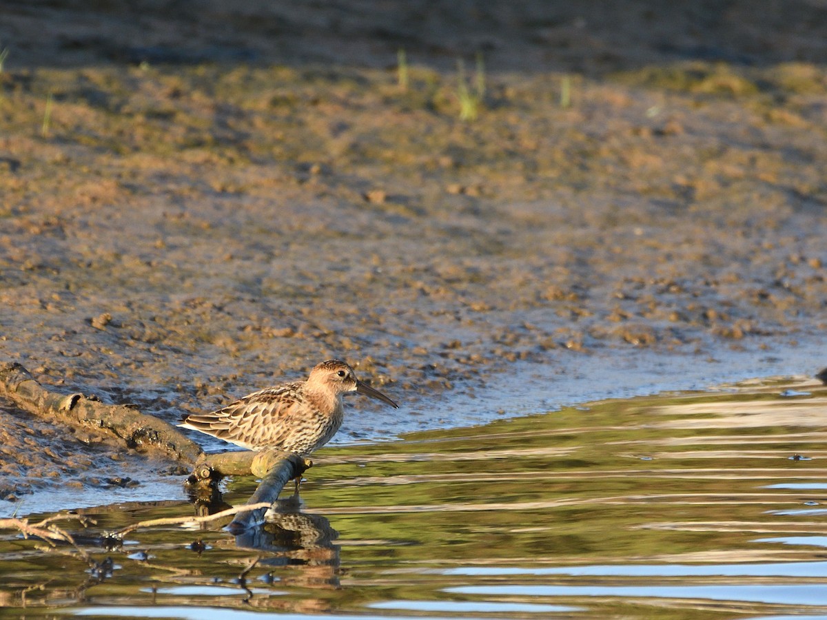 Bécasseau variable - ML492875881