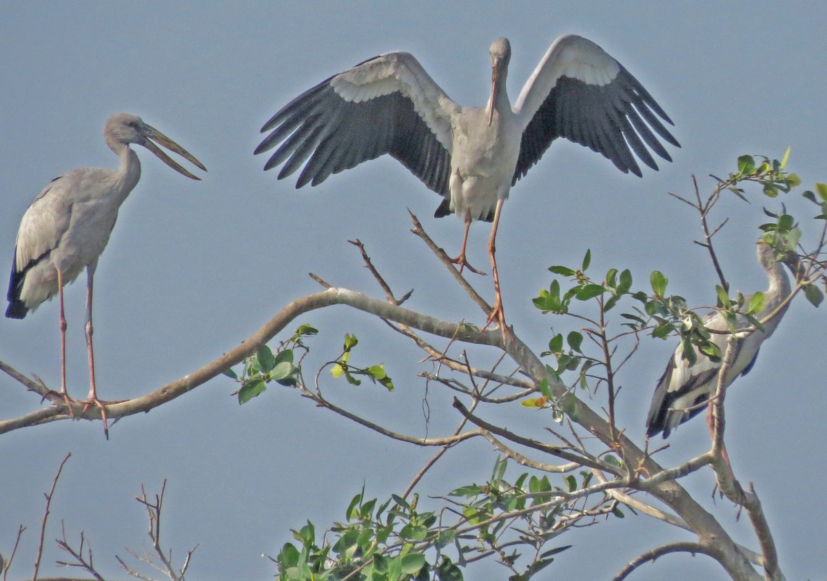 Asian Openbill - ML492876121