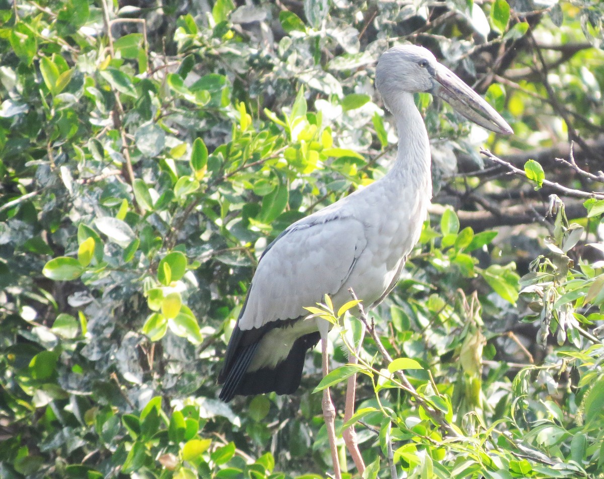 Asian Openbill - ML492876131