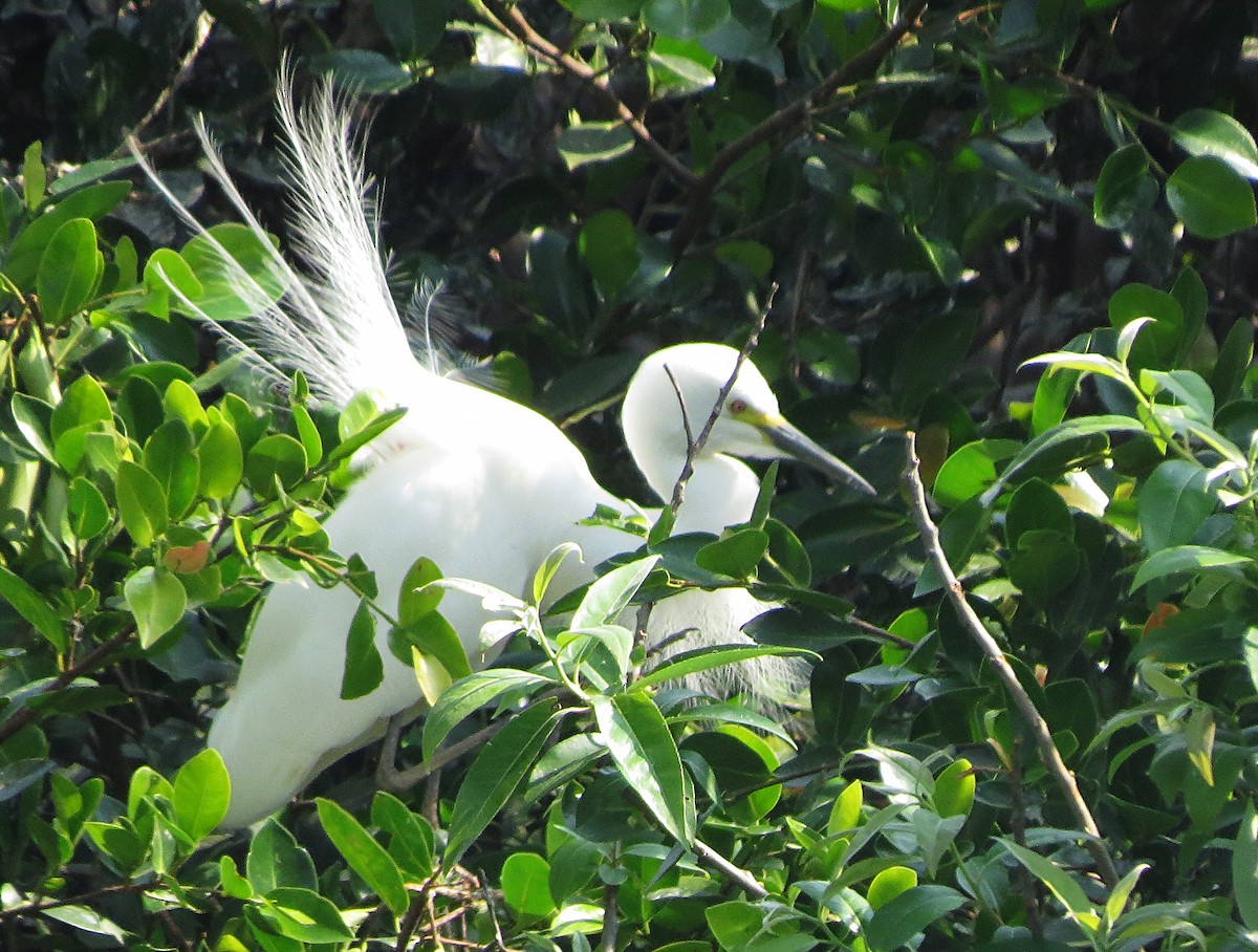 Aigrette garzette - ML492876751