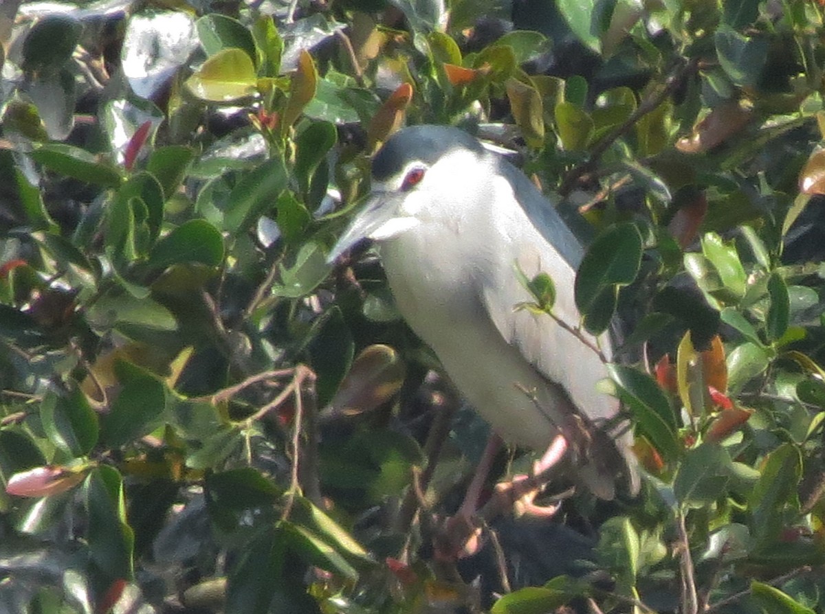 Bihoreau gris (nycticorax) - ML492876841