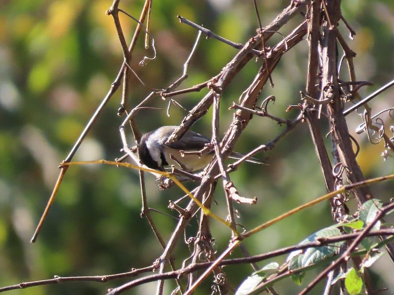 Carolina Chickadee - ML492877061