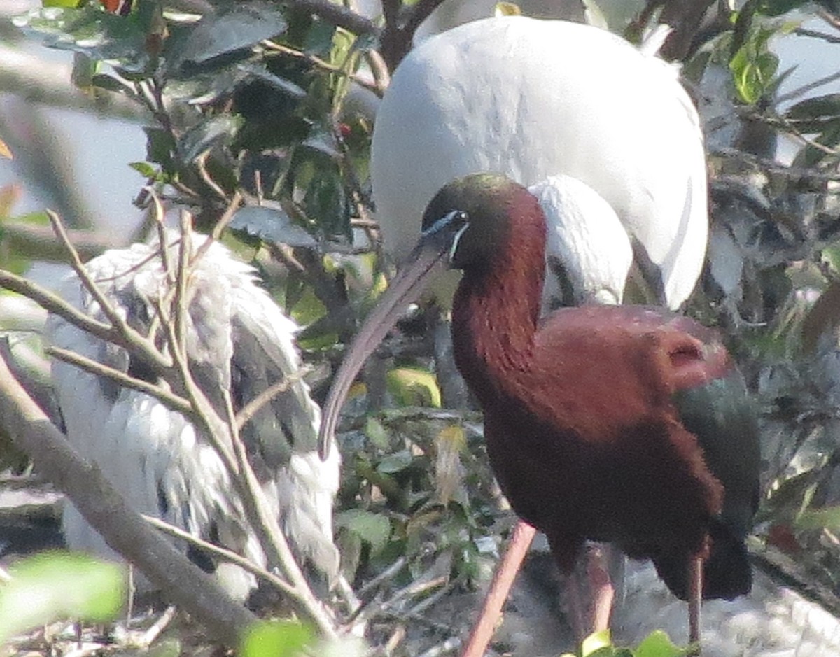 ibis hnědý - ML492877071