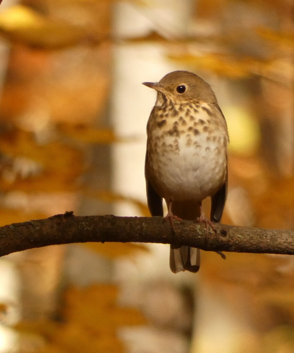 Hermit Thrush - Monique Berlinguette